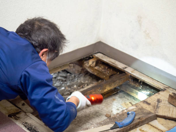 Best Local Mold Removal Service  in Fillmore, CA