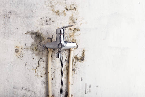 Best Local Mold Removal Service  in Fillmore, CA