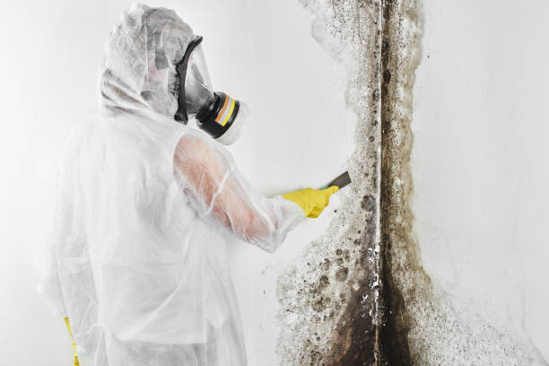 Best Black Mold Removal  in Fillmore, CA