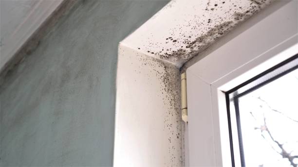 Best Fast Mold Removal  in Fillmore, CA
