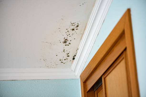 Best Office Mold Removal Services  in Fillmore, CA