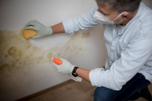 Mold Testing and Removal in Fillmore, CA