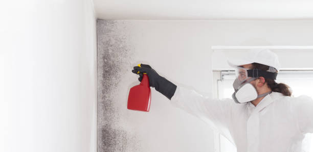 Best Toxic Mold Removal  in Fillmore, CA