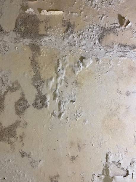 Best Emergency Mold Removal  in Fillmore, CA