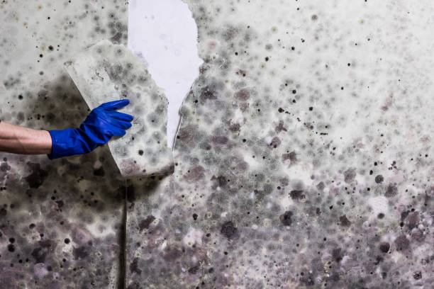 Reliable Fillmore, CA Mold Removal Solutions